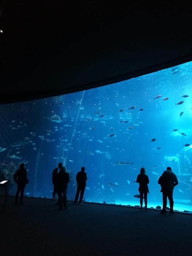 Las Canteras Aquarium Las Palmas de Gran Canaria Luaran gambar