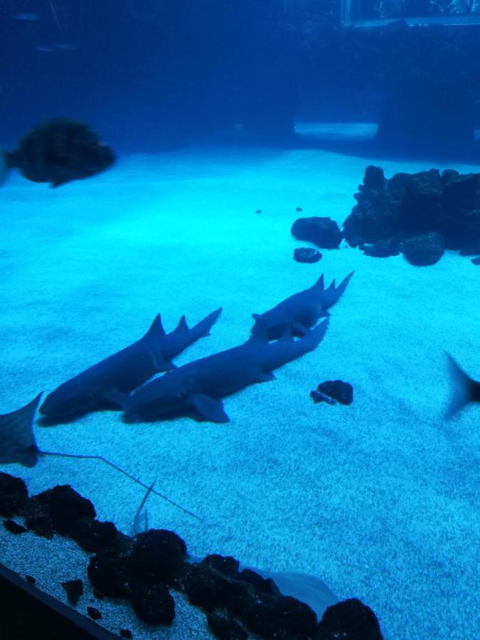 Las Canteras Aquarium Las Palmas de Gran Canaria Luaran gambar